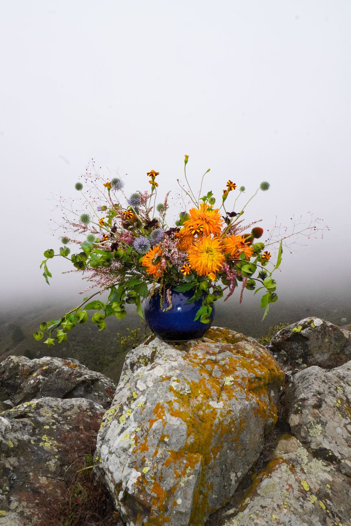 An orange dahlia and globe thistle arrangement in a cobalt vase, on lichen-covered rock above the fog